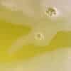 Lemon Curd bruisbal badwater